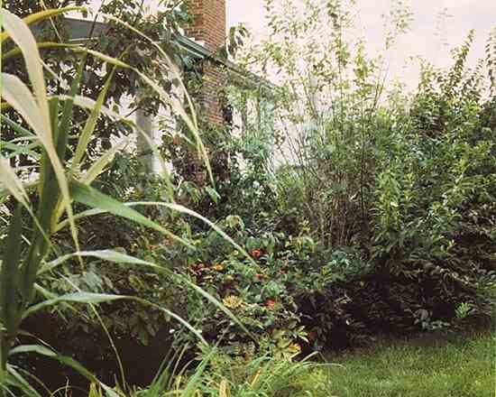 Here's a direct demonstration of what shelterbelts can do for you. Full-grown shrubbery form living fences that conceal neighboring houses from one another.